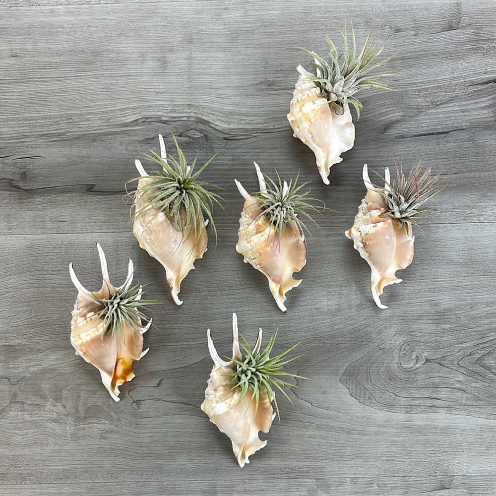 🔆AIR PLANT BUDDY🔆 WITH REAL SEA SHELL HAND MADE AND UNIQUE - Picture 3 of 16